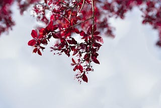 Old Habit