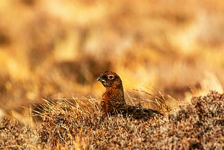 No more-land in the moorlands. Grouse hunting in the UK and it’s carbon footprint.