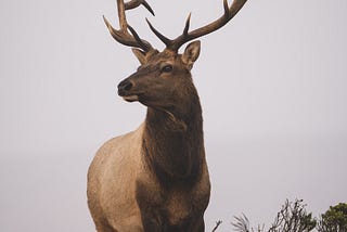 Les Cerfs et la “Masculinité Toxique”