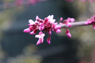 Melbourne Winter In Bloom — Nick Fabbri