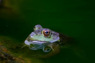 Bullfrog peeking out of water from pond