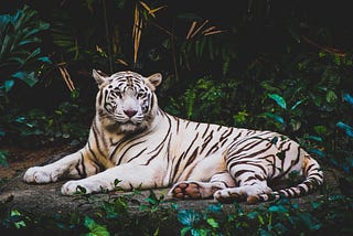 The Dark Story Behind The Beauty of White Tigers