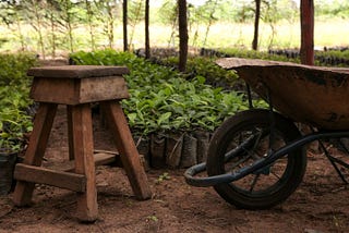 From Slash-and-Burn to Sustainable: How Biochar is Changing Cocoa Farming in Côte d’Ivoire