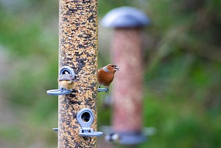 For the Birds and Other Thoughts on Seeds