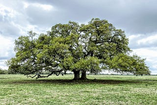 pair of oak trees standing together in a field