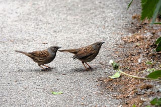 Nesting Stories