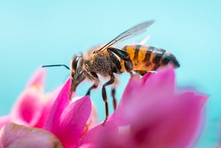 The Hum of Bees is the Voice of my Anxious Thoughts