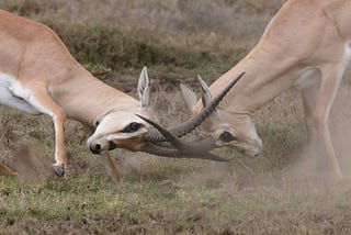 Two giselles fighting with their horns against each other