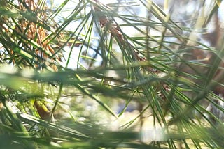 I am the pine needle, and the bird on the bough