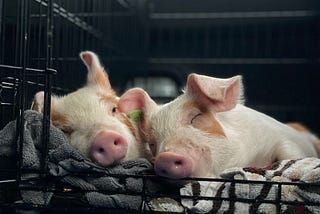 2 piglets cuddling in a dog crate.