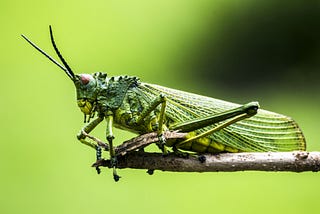 How Insect Brains Inspire Machine Learning and Computation