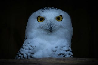 The Graveyard Owl