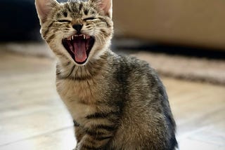 How AI Might Become Your Pet’s Best Friend (And Why Your Cat Still Won’t Care)