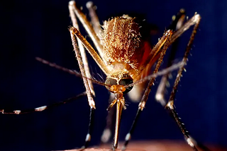 West Nile virus season: Essential information on transmission, symptoms, and prevention…