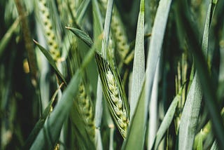 Understanding Plant-Pathogen Interactions: Insights into Defense Strategies