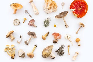 5 Best Medicinal Mushrooms To Support Immune Health