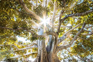 Photo from the ground view looking upward of the sun shining through the heavy branches of a large tree with exposed surface roots.