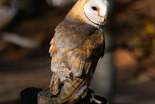 The Day an Owl Mistook Me for Its Long-Lost Cousin