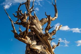 The Secret Language of Trees and What it Means for Climate Change