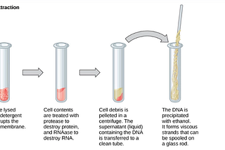 Steps in DNA Extraction