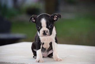 Top 5 Best Age To Spay A Boston Terrier in 2024