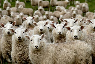 A photo of a herd of sheep looking towards the camera