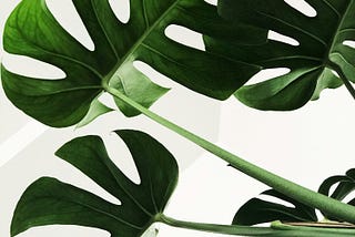 Why Your Monstera is Dying