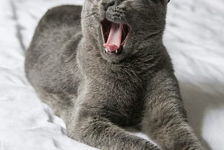Are Cats Introverts?