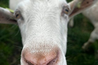 Stan, a white goat from The Goat Squad staring into a camera.