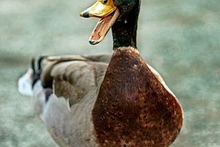 One Damaged Duck