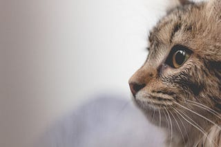 3 Ways to OUTMEOW Your Cat’s Deadly MEOWS!
