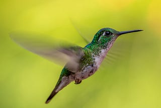 A Hummingbird Power Dance!