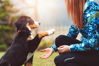 Dog Training for Beginners