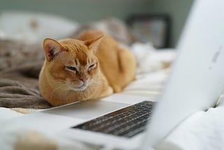 Orange Cat looking at open laptop.