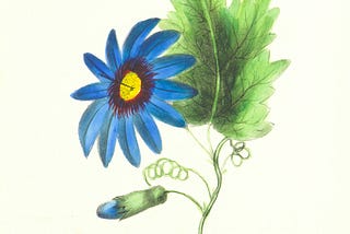 A simple painting of a blue daisy with a green leaf and its stem, with another flower budding.