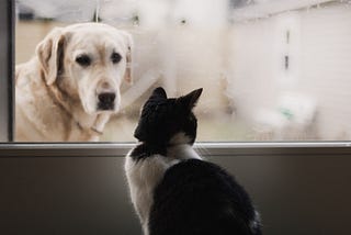 Are Dogs and Cats Technically Related?