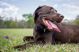 When Pets Choose Us