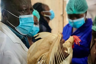 Bird Health Crisis: Understanding Avian Influenza Symptoms and Treatments