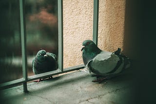 Two pigeons on a balcony, one seemingly outside of the rail, the other inside.