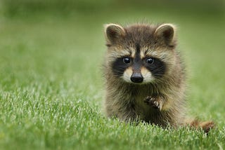 7 Highly Effective (and Adorable) Raccoon Habits!