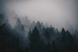 A coniferous forest looms out of the fog.