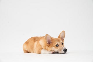 Corgi laying on paws. Barnyard Woe by Rena Willis