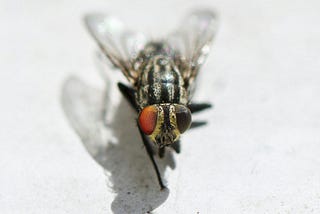haiku: flesh flies