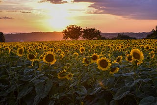 Sunflower society: a new vision for a climate compatible future
