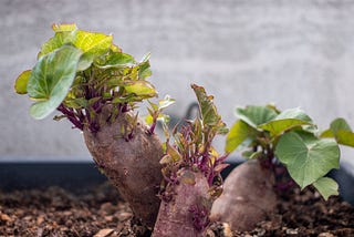 Growing sweet potatoes from slips is a rewarding DIY project.