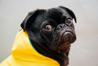 Sad dog