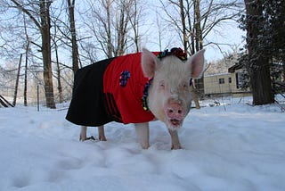 10 Reasons You Should Drop Everything to Read about Two Men, a 650-lb “Wonder” Pig, and Their Farm…