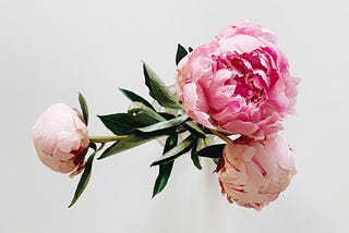 Peonies