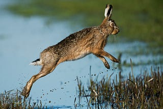 Hare leaping over water