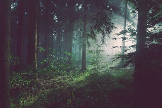 The magic of the forest